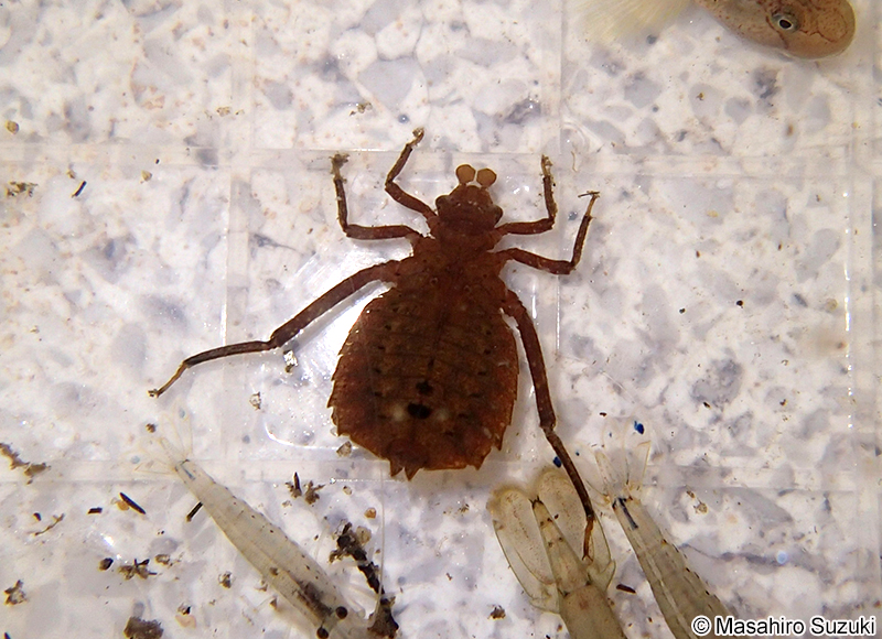 コオニヤンマの幼虫（ヤゴ）