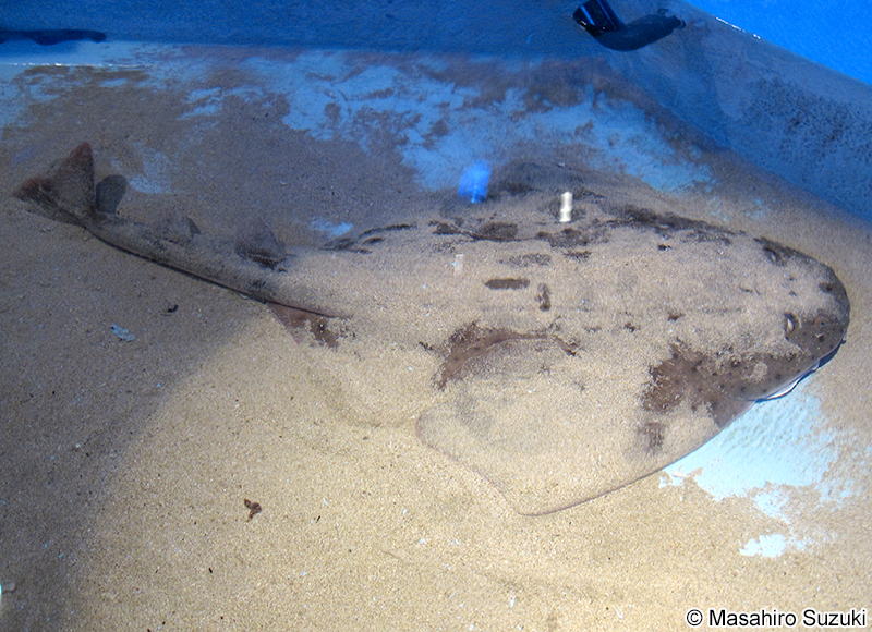 コロザメ Squatina nebulosa