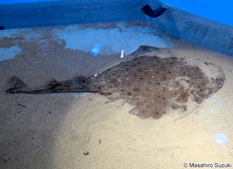 コロザメ Squatina nebulosa