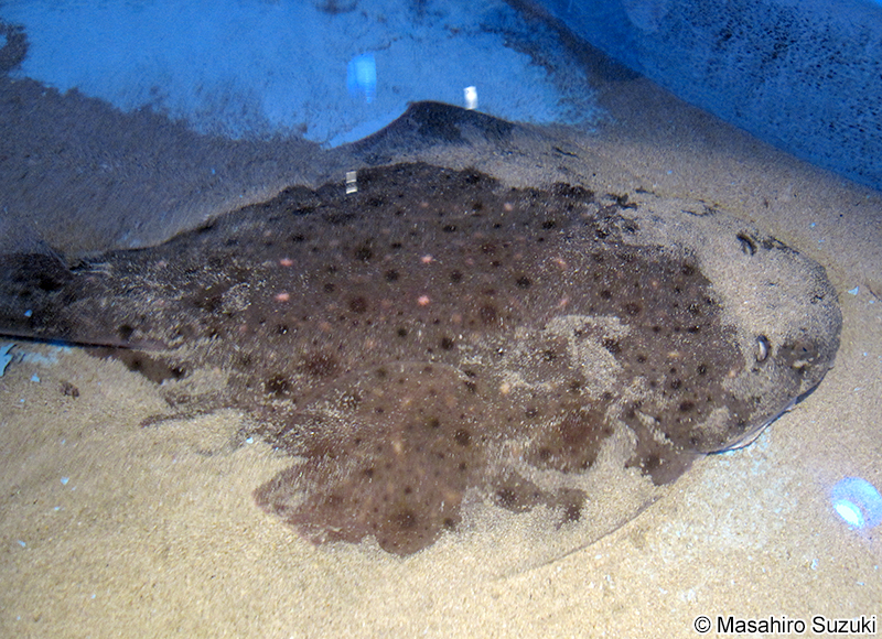 コロザメ Squatina nebulosa