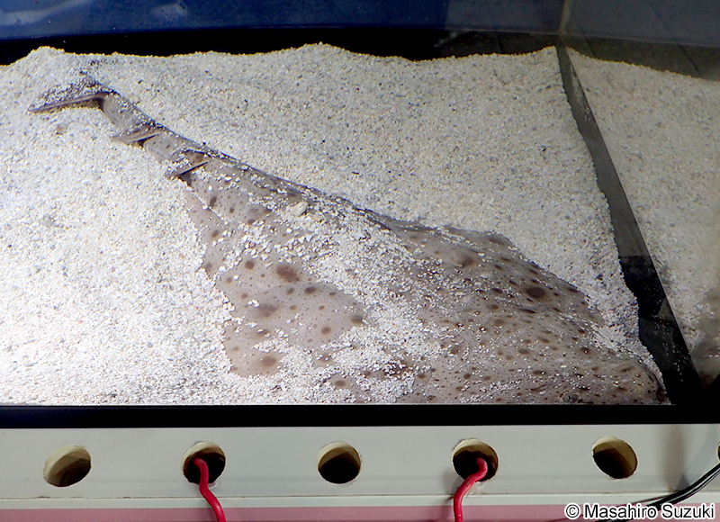 コロザメ Squatina nebulosa