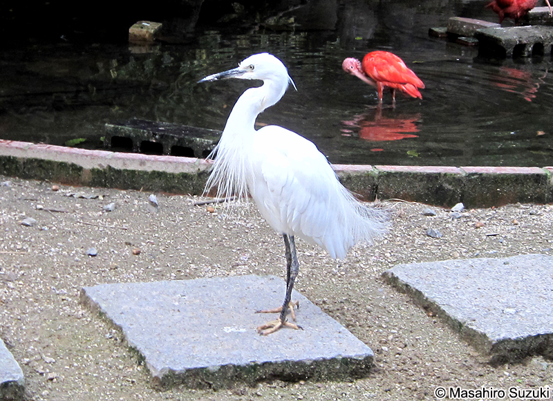 コサギ Egretta garzetta