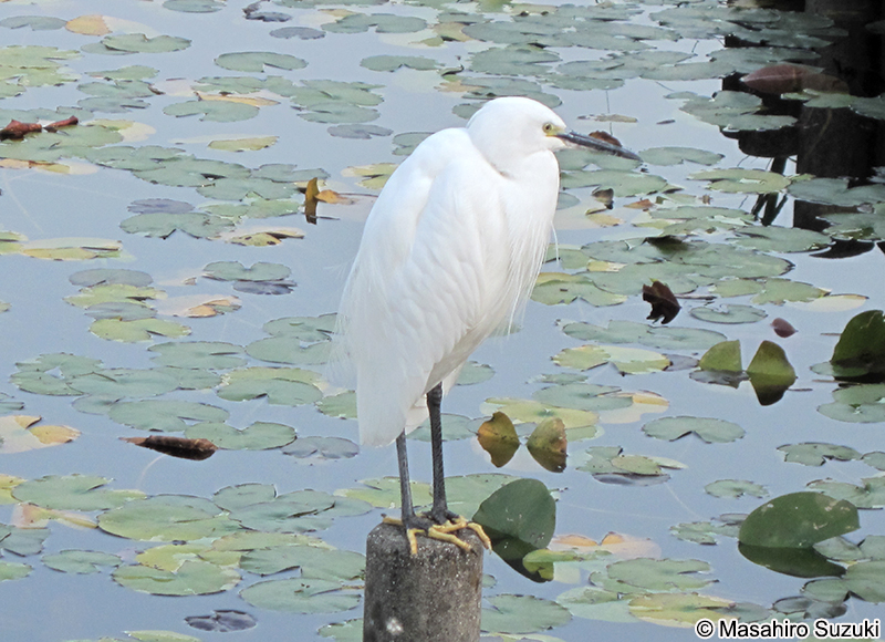 コサギ Egretta garzetta