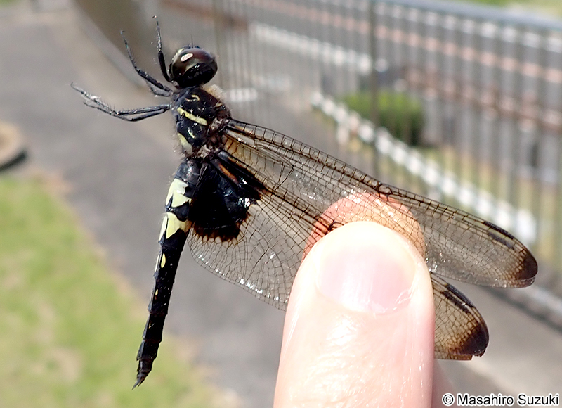 コシアキトンボ Pseudothemis zonata