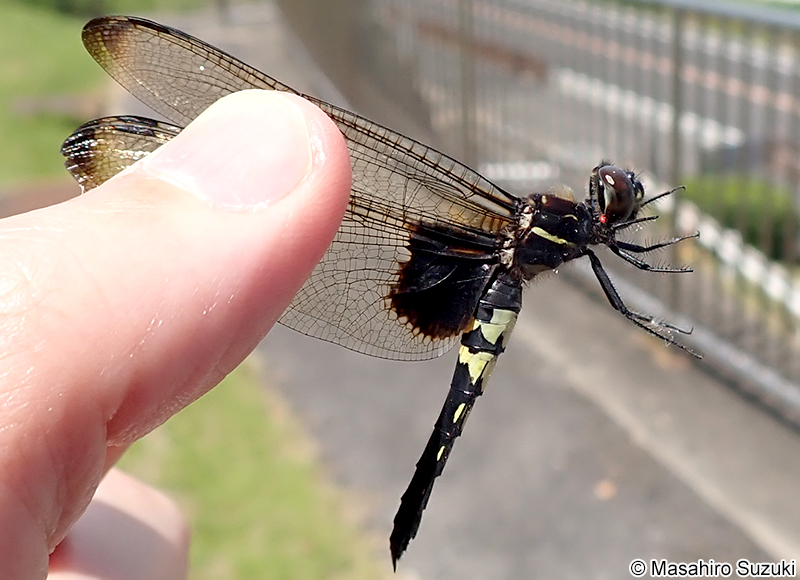 コシアキトンボ Pseudothemis zonata