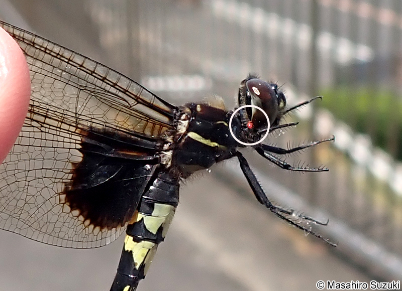 コシアキトンボに付いたタカラダニ