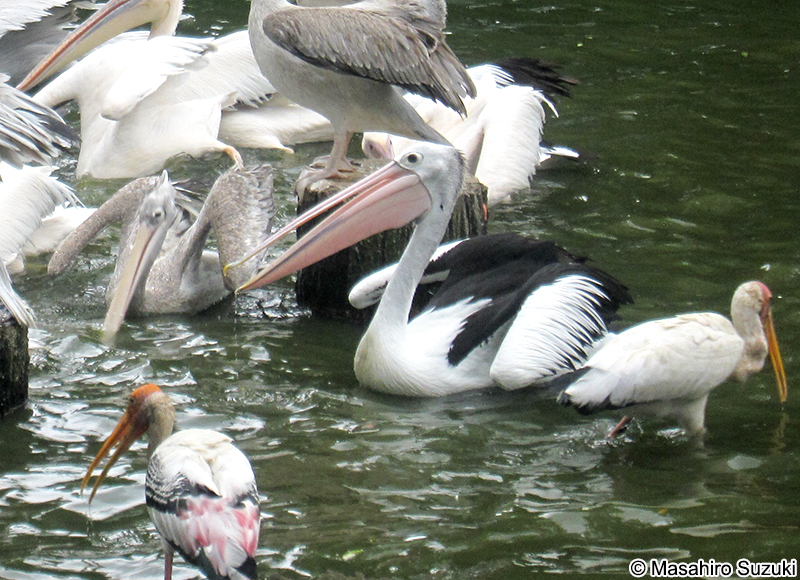 コシグロペリカン Pelecanus conspicillatus