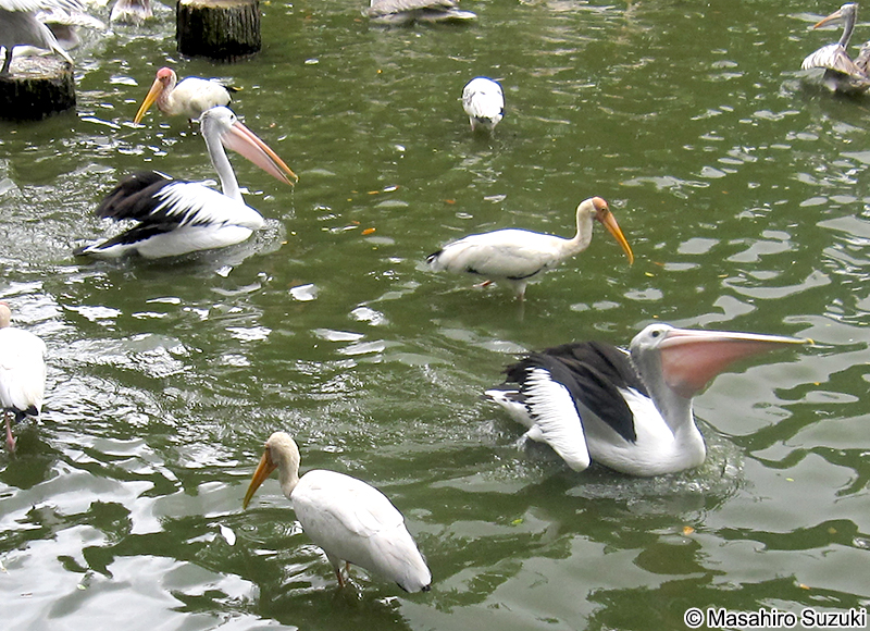 コシグロペリカン Pelecanus conspicillatus