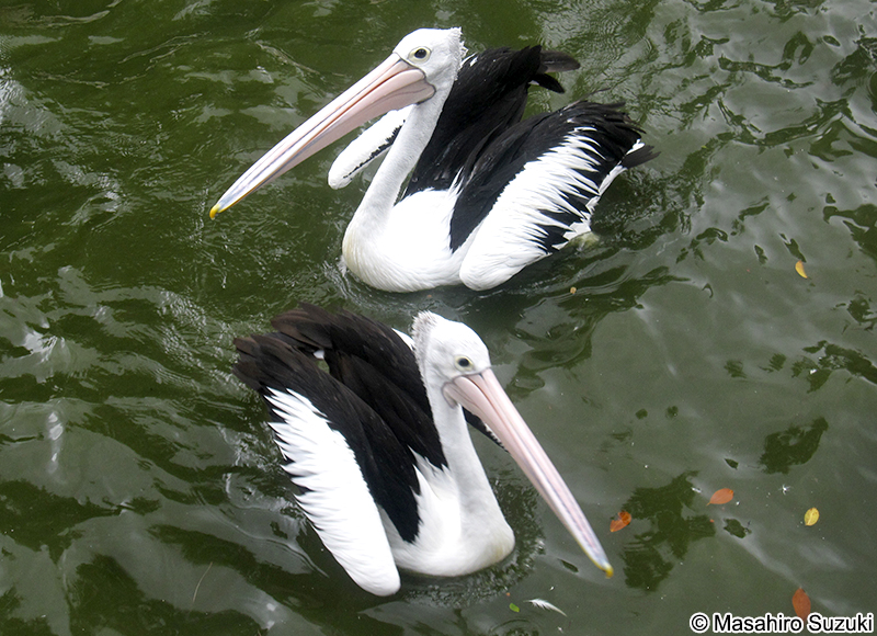 コシグロペリカン Pelecanus conspicillatus