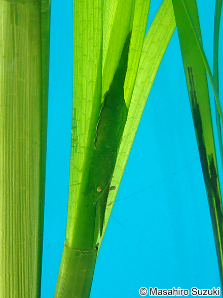 コシマガリモエビ Heptacarpus geniculatus