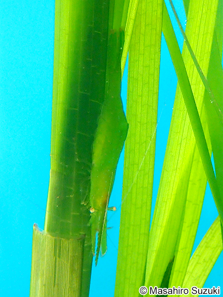 コシマガリモエビ Heptacarpus geniculatus