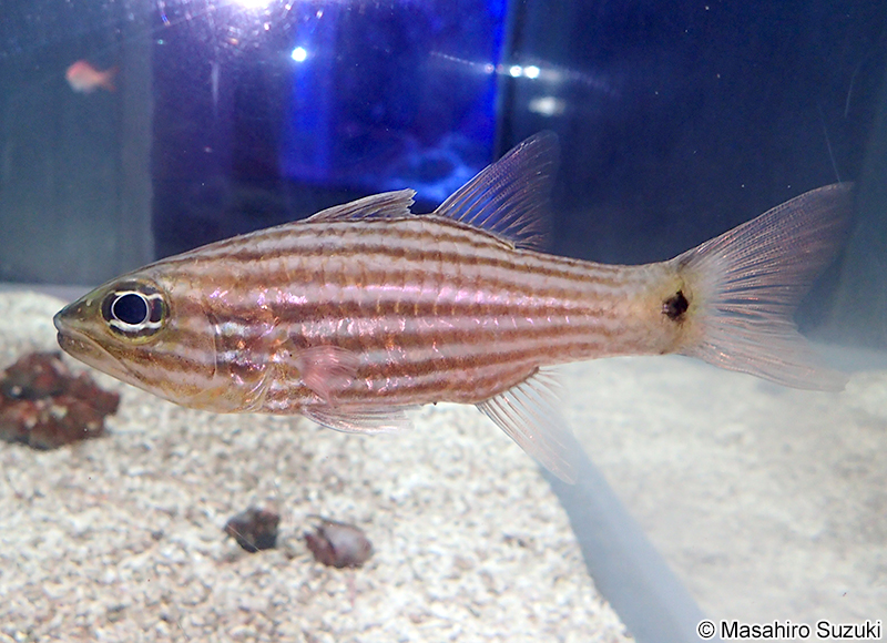 コスジイシモチ Ostorhinchus endekataenia