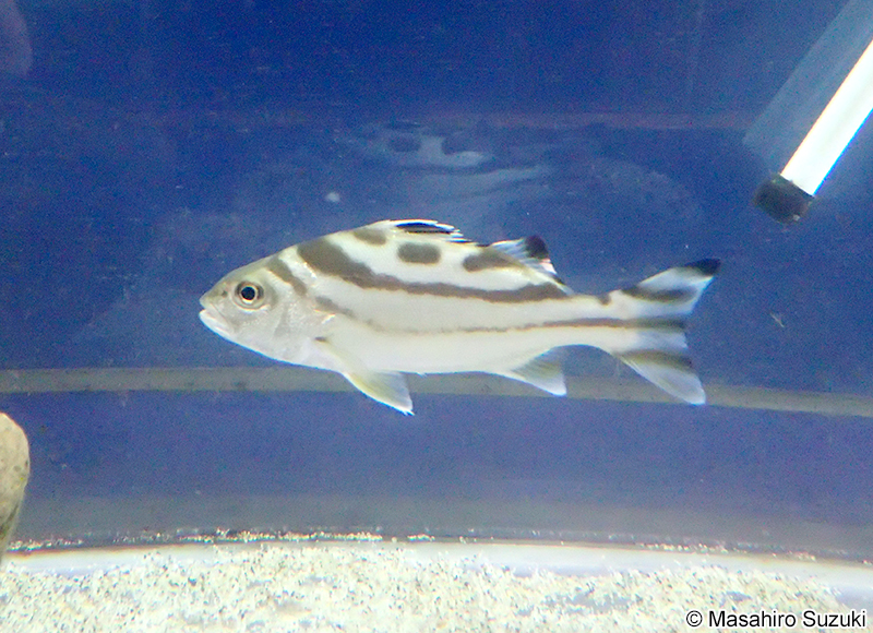 コトヒキ Terapon jarbua