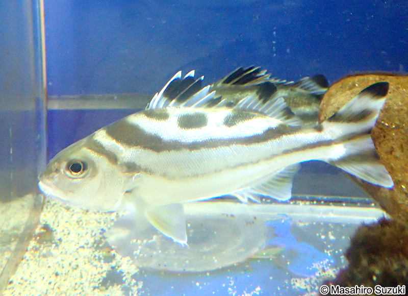 コトヒキ Terapon jarbua