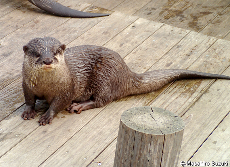 コツメカワウソ Aonyx cinerea