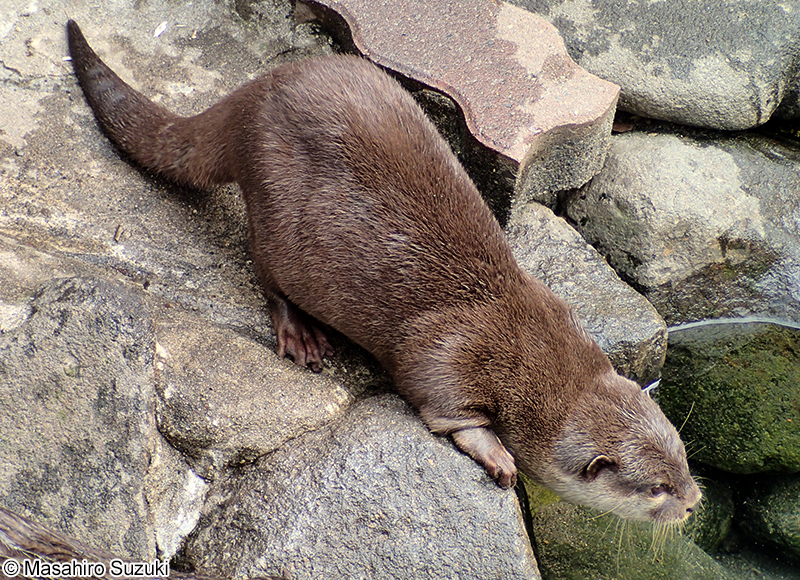 コツメカワウソ Aonyx cinerea