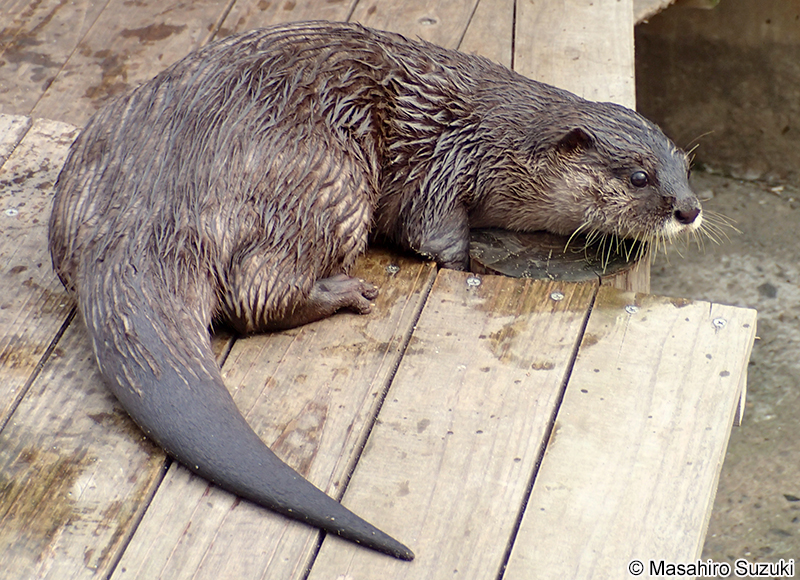 コツメカワウソ Aonyx cinerea