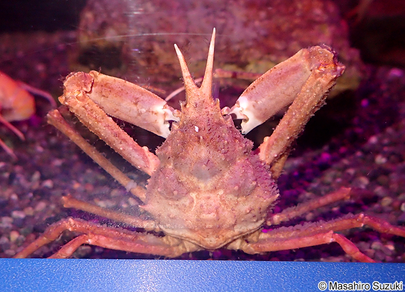 コツノガニ Chorilia japonica