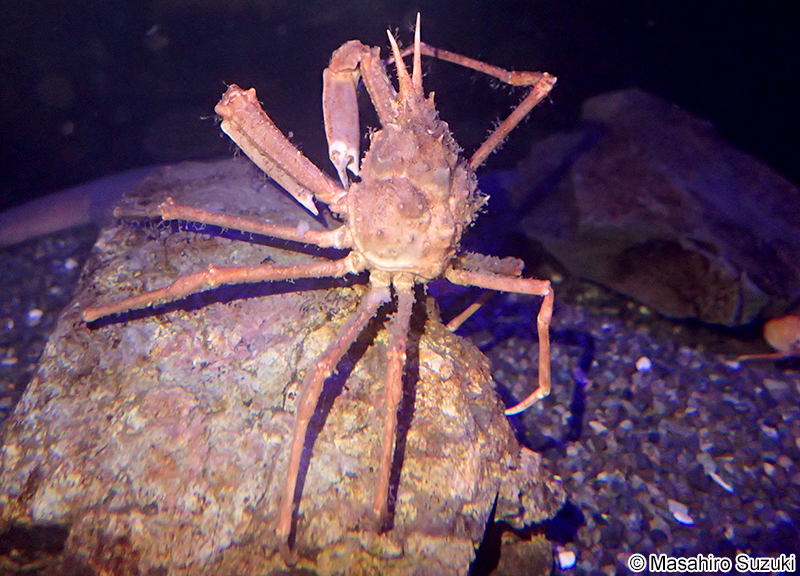 コツノガニ Chorilia japonica