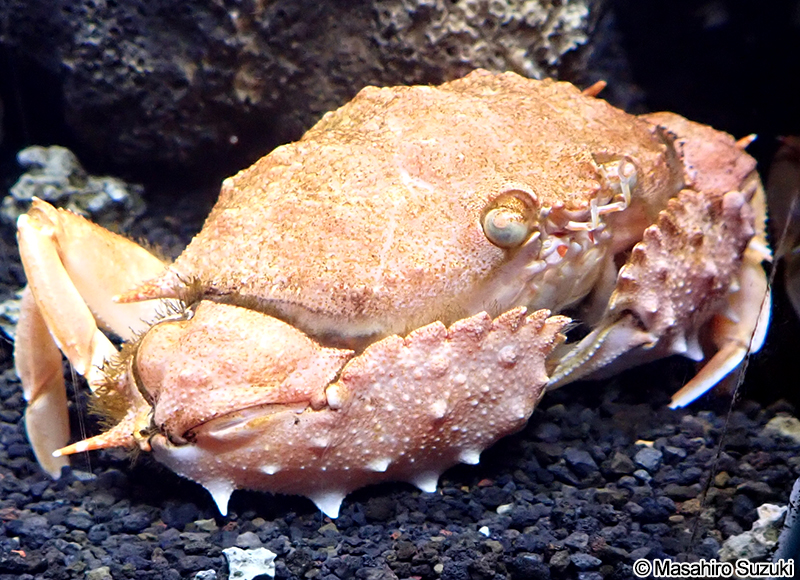 コツノキンセンモドキ Mursia danigoi