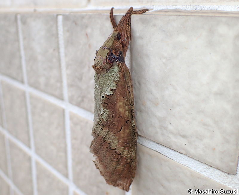 コウモリガ Endoclita excrescens