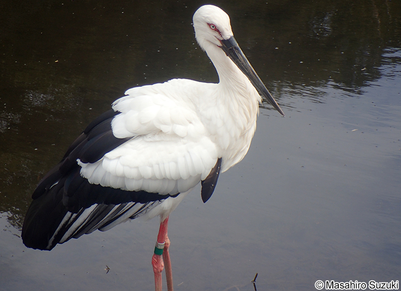 コウノトリ Ciconia boyciana
