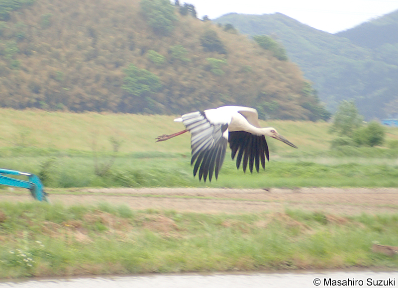 コウノトリ Ciconia boyciana
