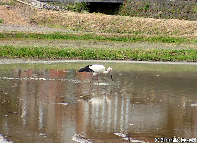 コウノトリ Ciconia boyciana