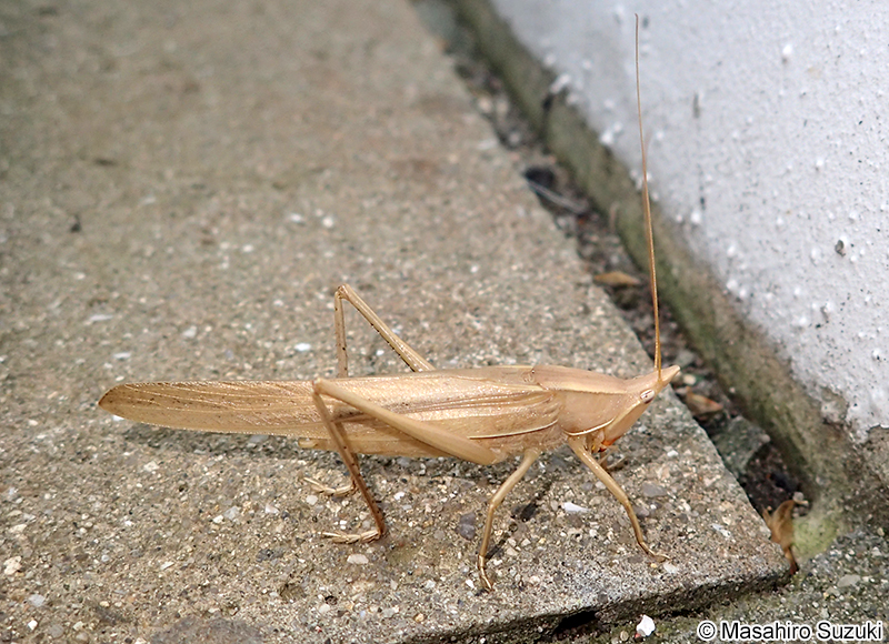 クビキリギス Euconocephalus thunbergii