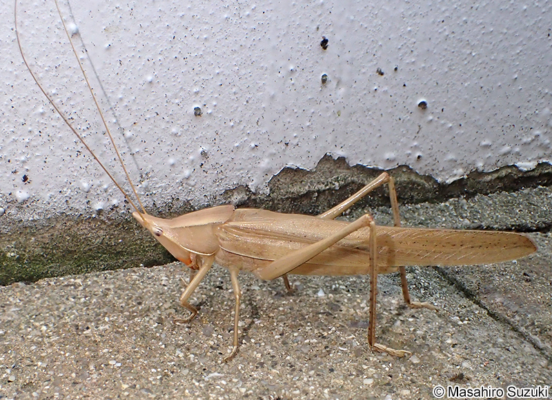 クビキリギス Euconocephalus thunbergii