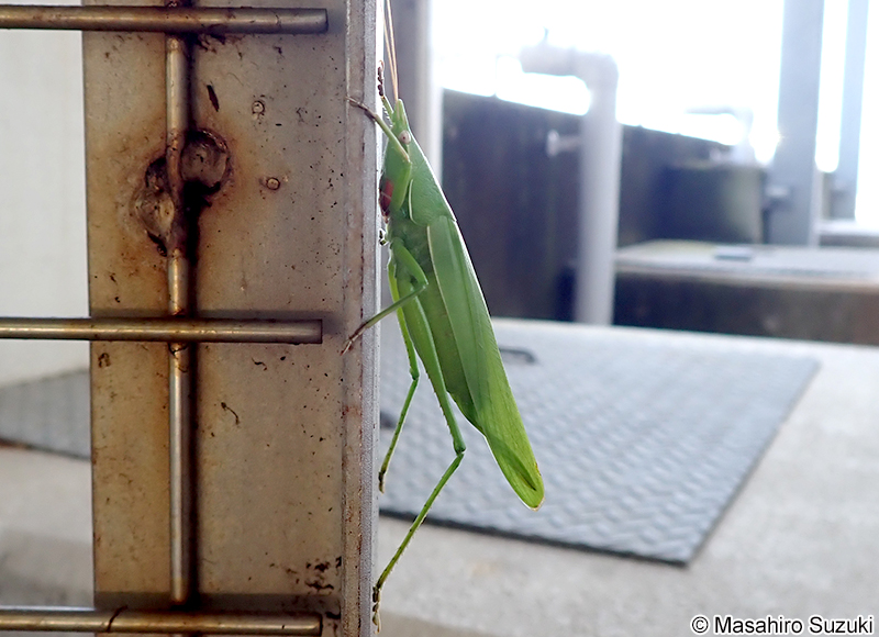 クビキリギス Euconocephalus thunbergii