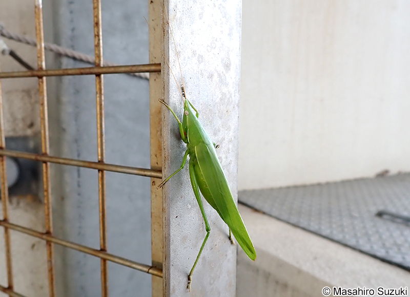 クビキリギス Euconocephalus thunbergii