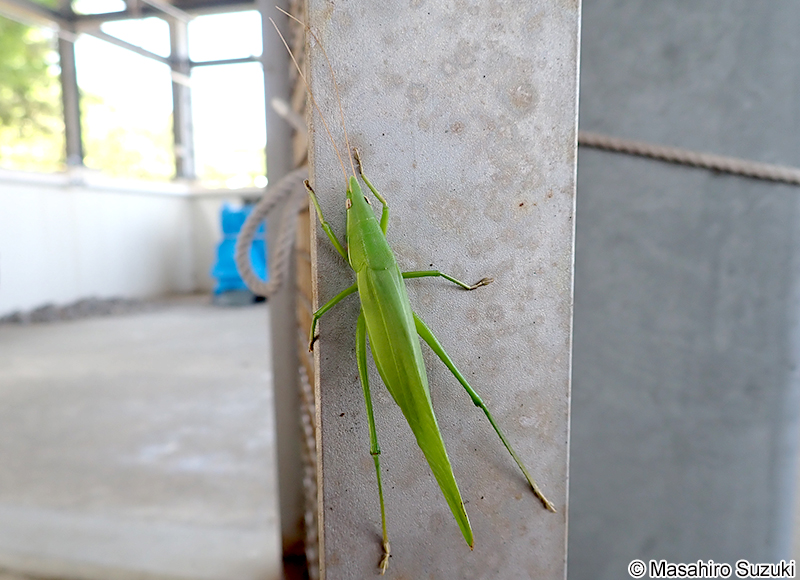 クビキリギス Euconocephalus thunbergii