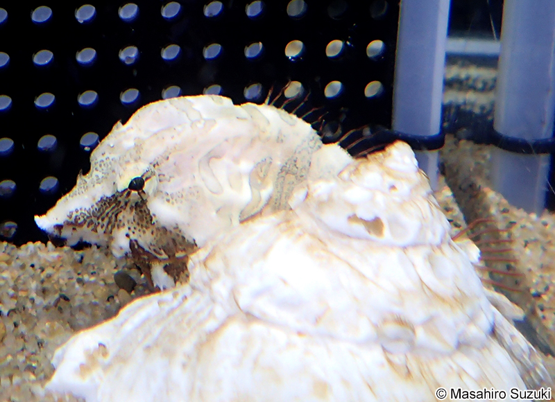 クチバシカジカ Rhamphocottus richardsonii