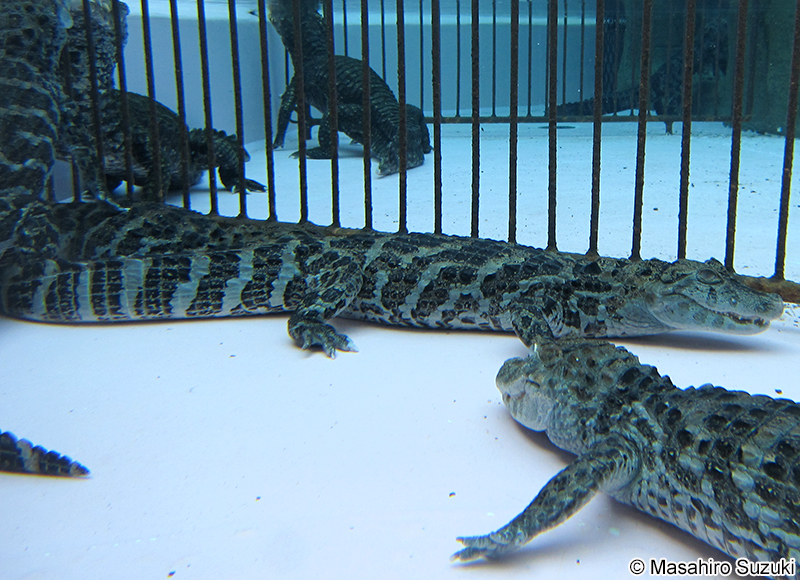 クチヒロカイマン Caiman latirostris