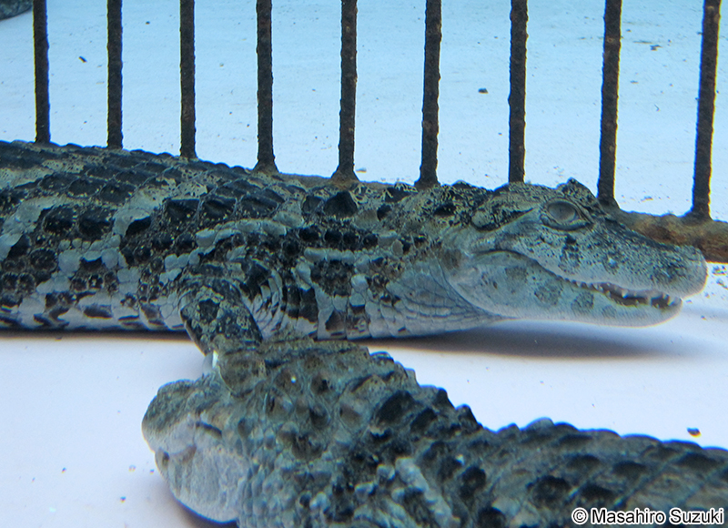 クチヒロカイマン Caiman latirostris