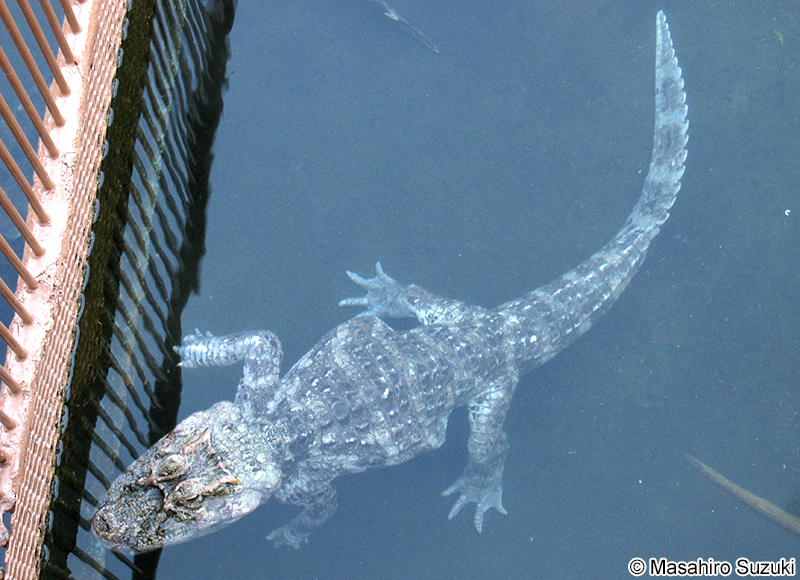 クチヒロカイマン Caiman latirostris