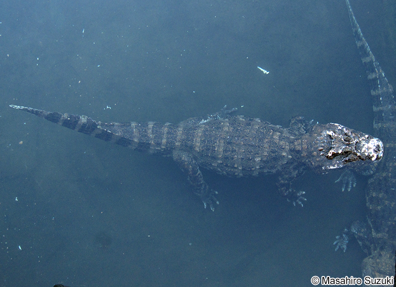 クチヒロカイマン Caiman latirostris