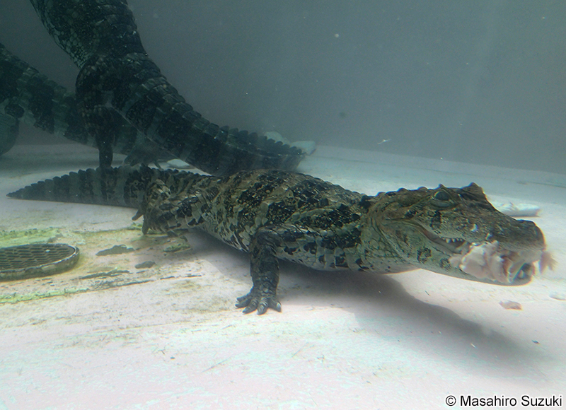 クチヒロカイマン Caiman latirostris