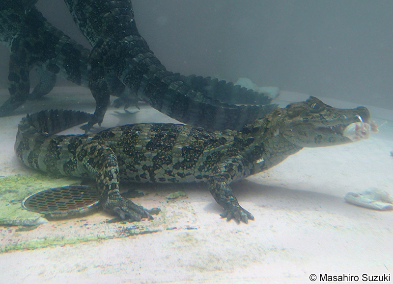 クチヒロカイマン Caiman latirostris