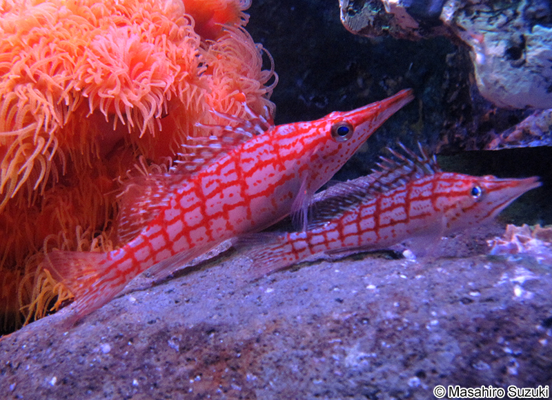 クダゴンベ Oxycirrhites typus