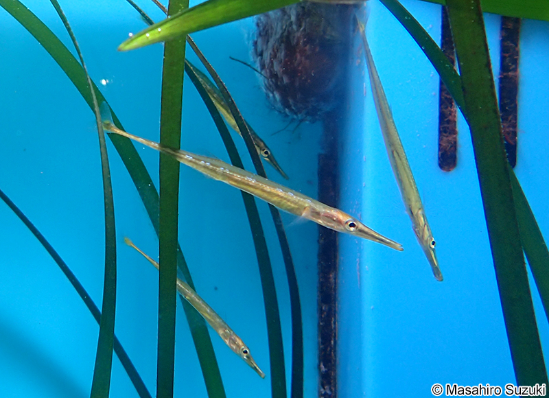 クダヤガラ Aulichthys japonicus