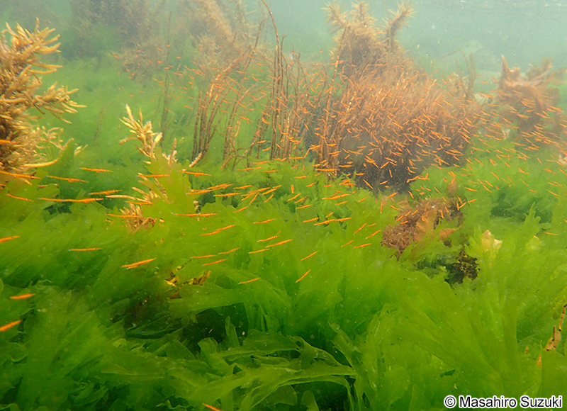 クダヤガラ Aulichthys japonicus