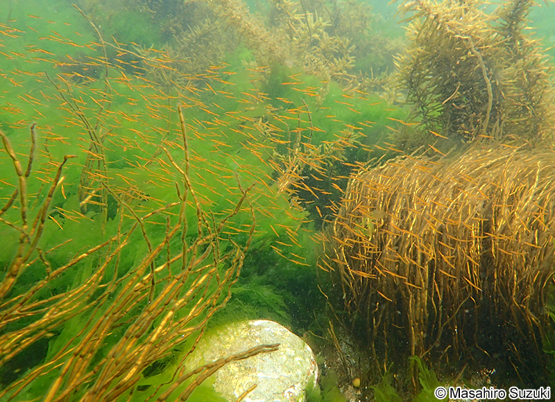 クダヤガラ Aulichthys japonicus