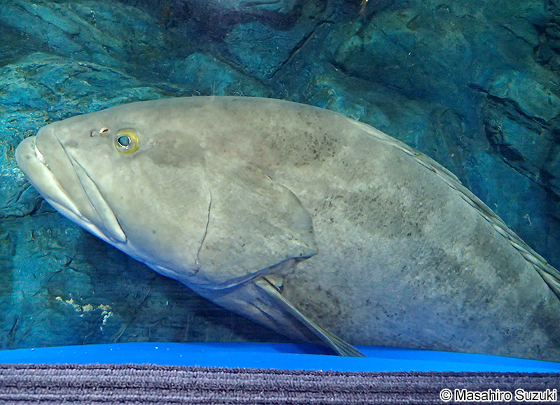 クエ Epinephelus bruneus