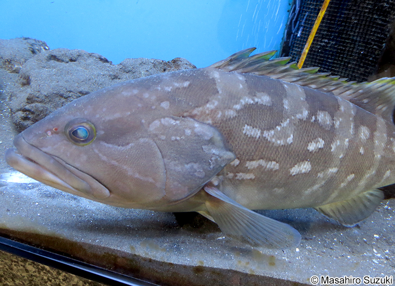 クエ Epinephelus bruneus