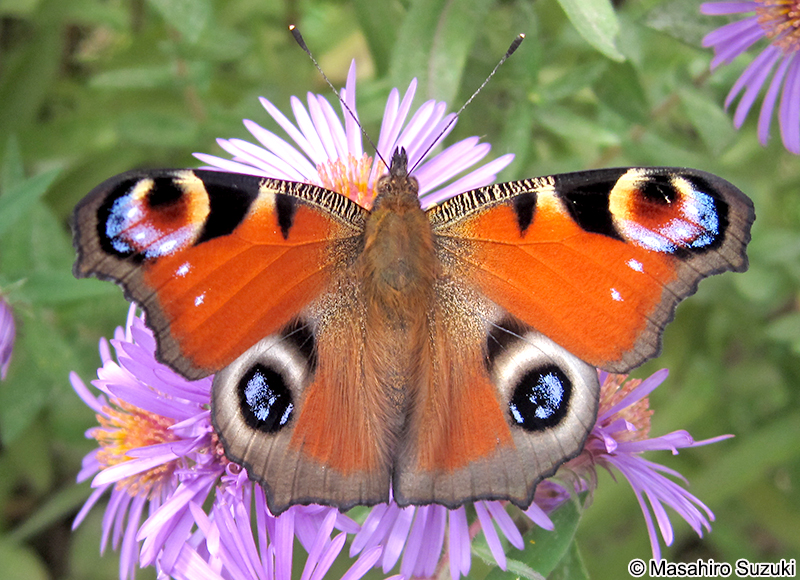 クジャクチョウ Inachis io
