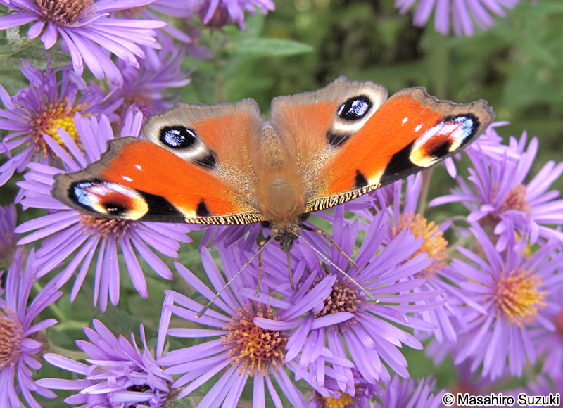 クジャクチョウ Inachis io