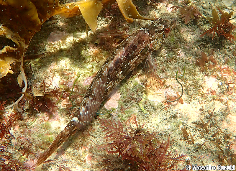 クジメ Hexagrammos agrammus