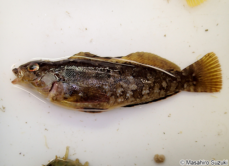 クジメ Hexagrammos agrammus